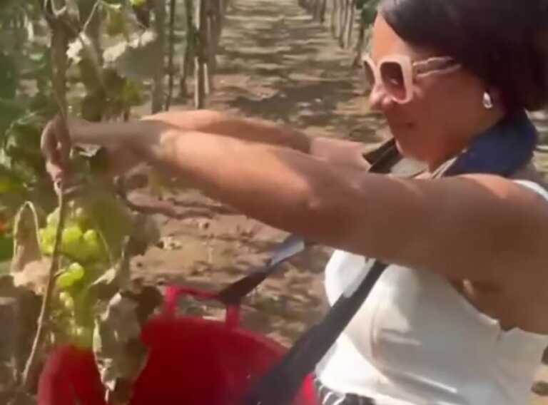 San Severo, sindaca e cittadini raccolgono l’uva nelle campagne di Raffaele Vassallo – VIDEO
