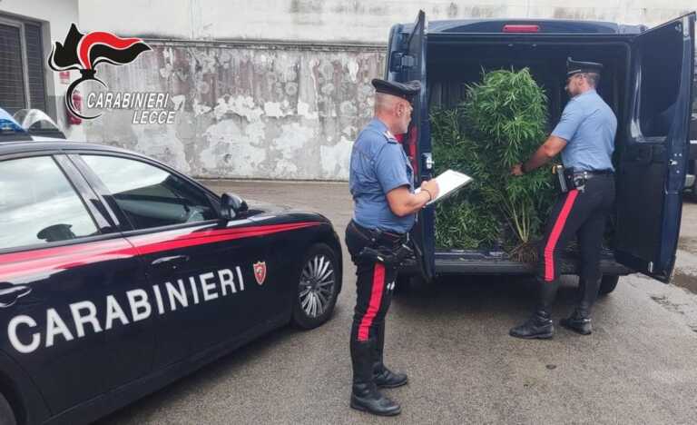 Lecce, scoperte 3 coltivazioni di marijuana lungo la statale 7ter: sequestrate 428 piante