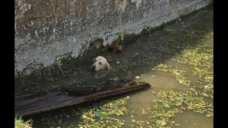 Canosa, due cani rischiano di annegare in un vascone: salvati dai vigili del fuoco – VIDEO