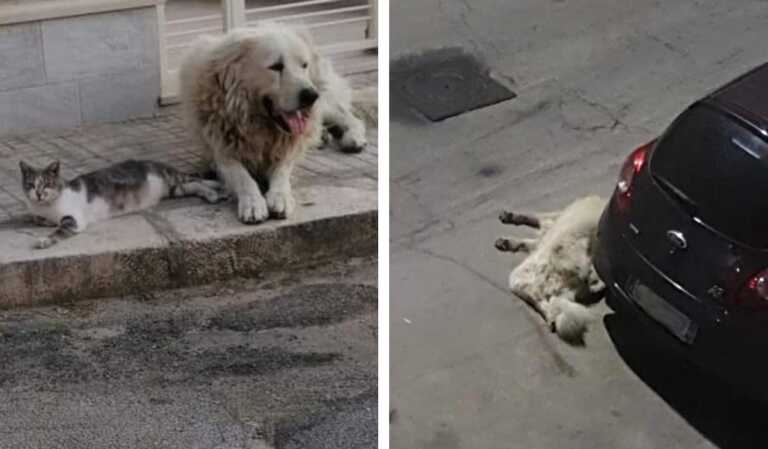 Latiano, investe e uccide il cane di quartiere poi scappa: individuato il responsabile
