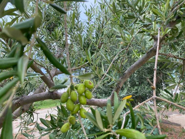 Siccità e caldo fanno crollare la produzione di olio lucano: «Chiediamo lo stato di calamità»