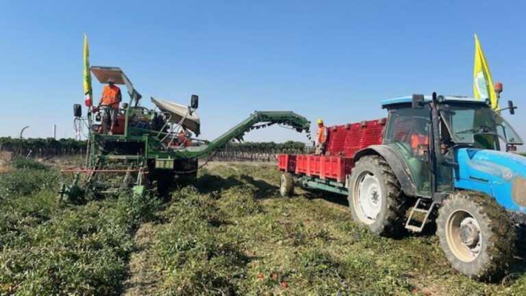 Siccità e caldo bruciano i pomodori nei campi: più ettari ma cala la produzione
