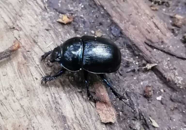 Invasione di scarabei stercorari a Torre Canne: il sindaco sollecita l’Asl