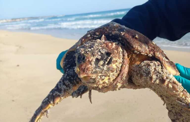 Dal recupero alle cure: 3 tartarughe tornano in libertà dalla spiaggia di Policoro
