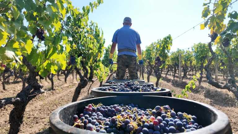 Galleria foto 'Campagne pugliesi sotto attacco, agricoltori e aziende in difficoltà: ecco la mappa dei fenomeni criminosi' - foto 1