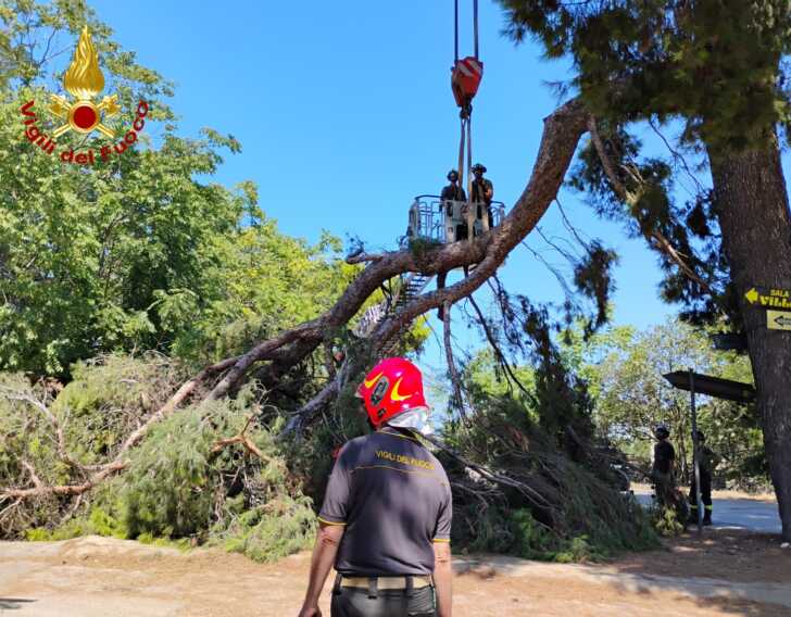 Triggiano, paura sulla complanare: si stacca un grosso ramo. Intervengono i vigili del fuoco