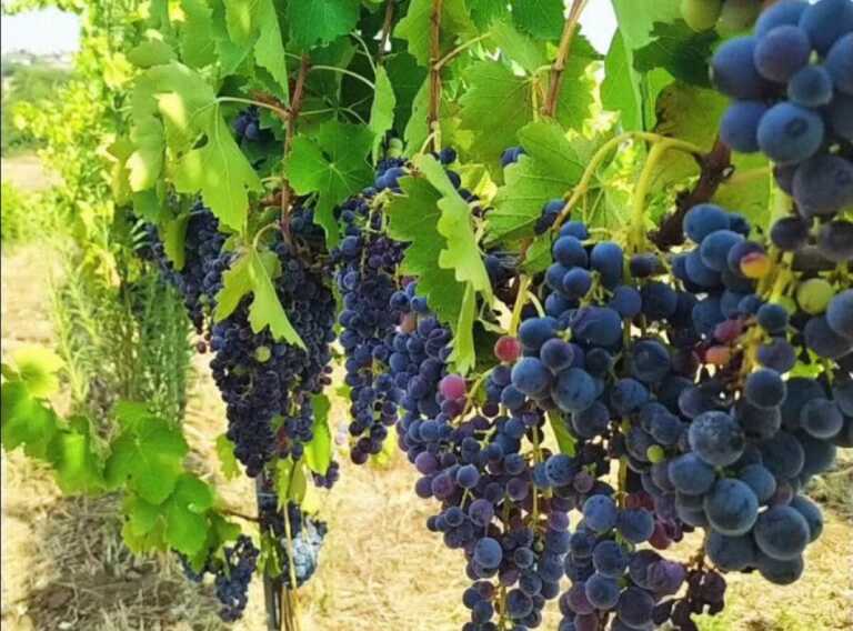 Basilicata, piange il Vulture: grandinata devasta i vigneti di Aglianico