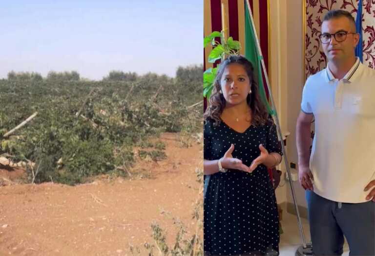 Vigneto abbattuto, San Severo è con Raffaele: «Giovedì andiamo a raccogliere l’uva» – VIDEO