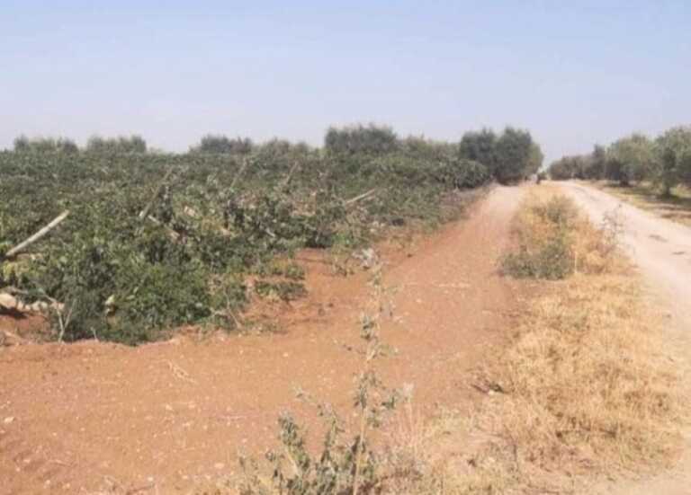 San Severo, abbattuto il vigneto di un giovane agricoltore: «Ora basta. Un danno di circa 18mila euro»