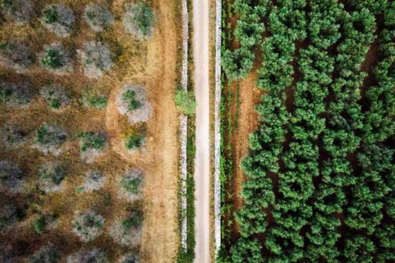 Nell’argento l’antidoto alla Xylella: al via la sperimentazione nel brindisino