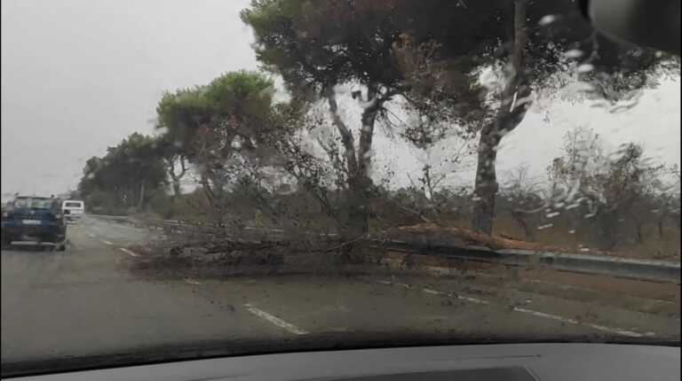 Maltempo in Puglia, altre 20 ore di allerta gialla: albero caduto sulla Brindisi-Lecce – VIDEO