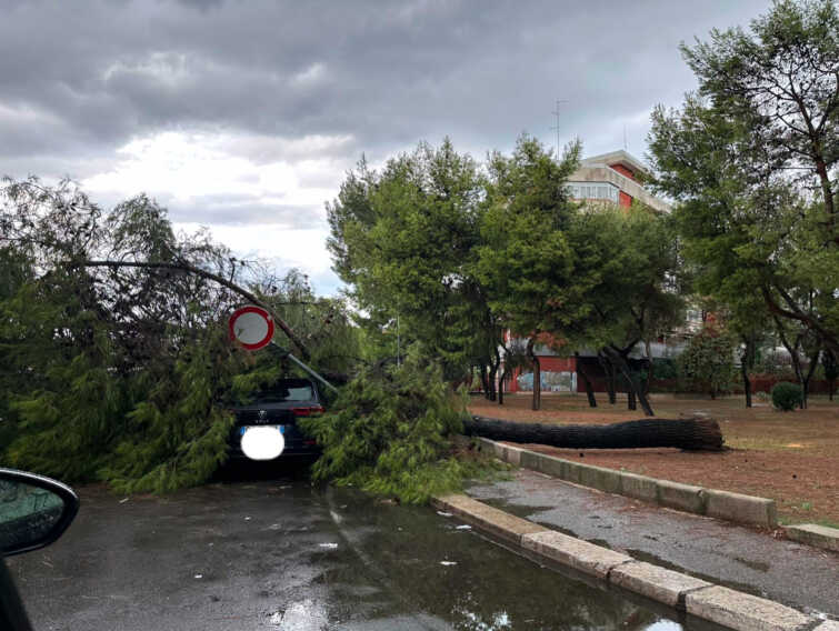Maltempo in Puglia, primi disagi nel Barese: un albero si abbatte su un’auto – VIDEO