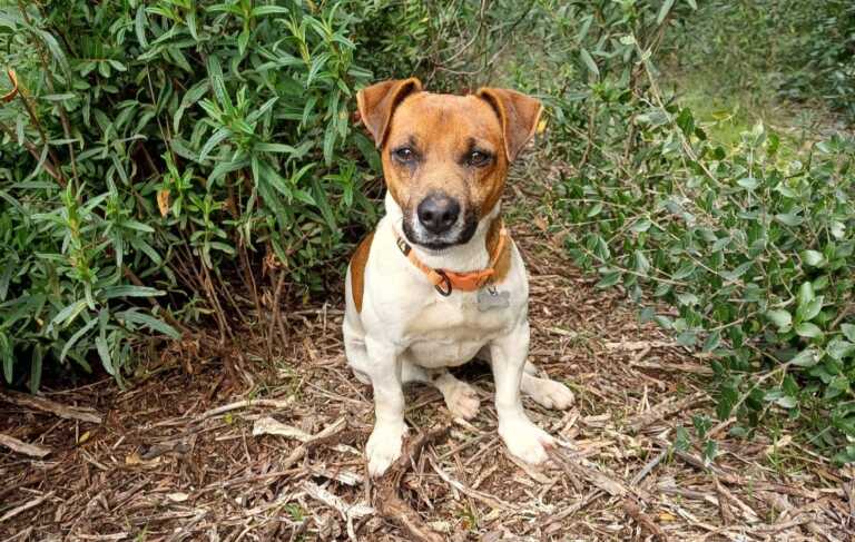 Locorotondo, cagnolino sbranato dai lupi in giardino. L’allarme: «E se ci fosse stato un bimbo?»
