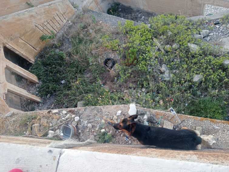 Bisceglie, un cane rimane bloccato su un cornicione: salvato dai vigili del fuoco