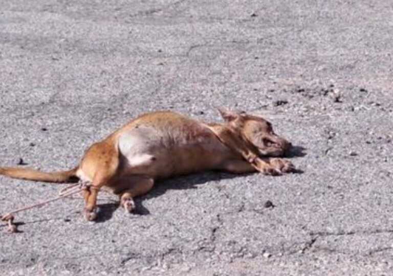 Cane legato e trascinato sull’asfalto: lasciato morire a Taurisano