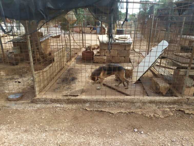 Orrore nel Brindisino, 70 cani in condizioni disumane: ritrovati anche dei cadaveri – FOTO