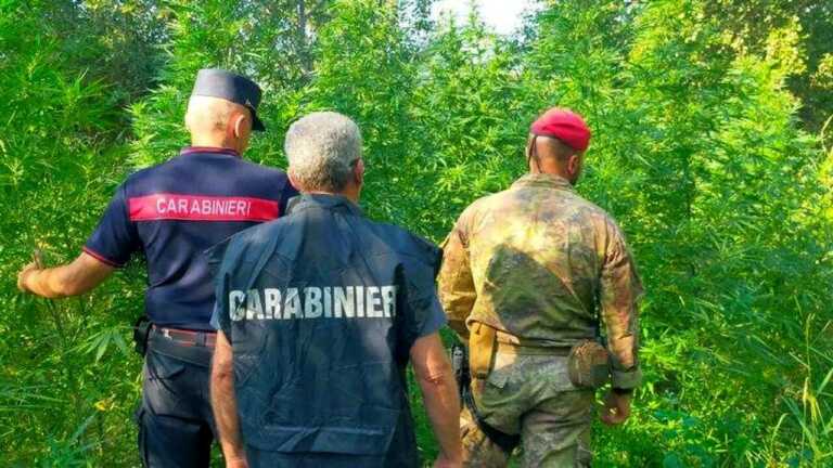 Occupano un terreno e piantano marijuana: due arresti a San Nicandro Garganico