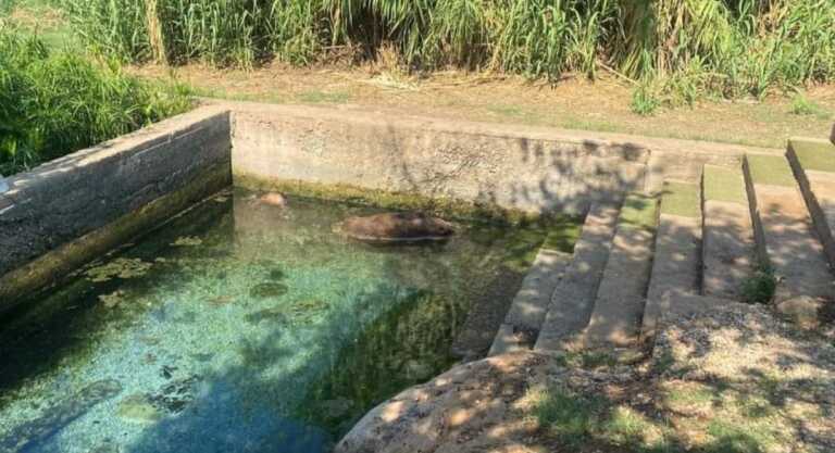 Gargano, cinghiali morti trovati nelle vasche del santuario San Nazario: vietata le balneazione