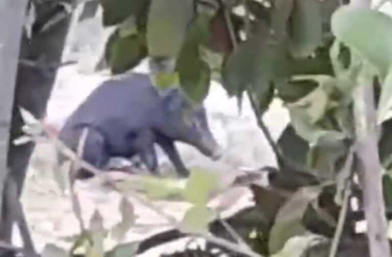 Avvistati cinghiali nel Boschetto di Modugno: «Sono un pericolo per i cittadini» – VIDEO