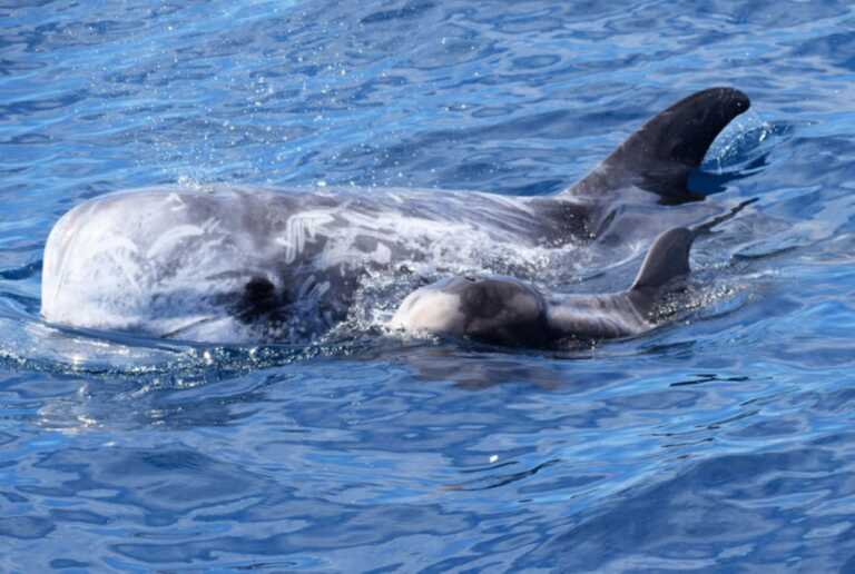 Taranto, il Golfo è una “culla” dei delfini: avvistati due cuccioli di grampo