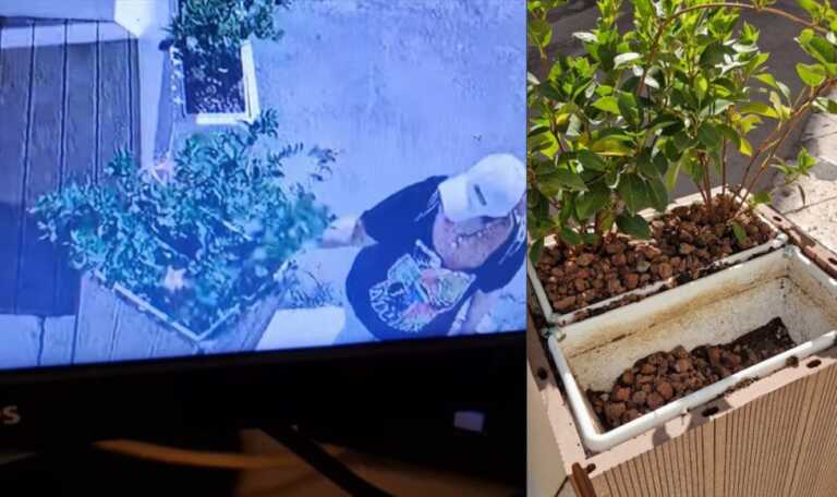 Molfetta, furto di piante da una pizzeria: la denuncia del proprietario – VIDEO