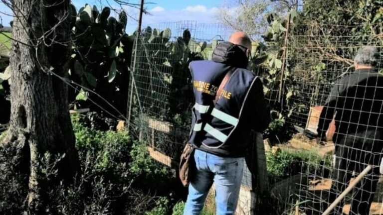 Orrore nel Salento, carcasse di cani scoperte in un rustico: si indaga su un possibile giro di combattimenti