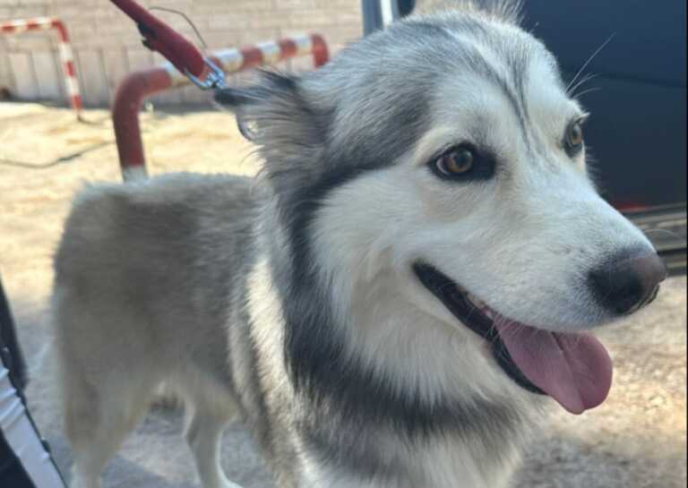 Bari, un Husky si allontana da casa e finisce in strada fra le auto: ritrovato Boris