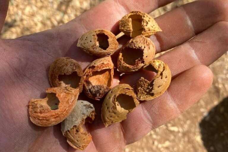 Coldiretti Puglia, frutta secca a rischio: «Siccità e pappagalli verdi che vanno ghiotti di mandorle»