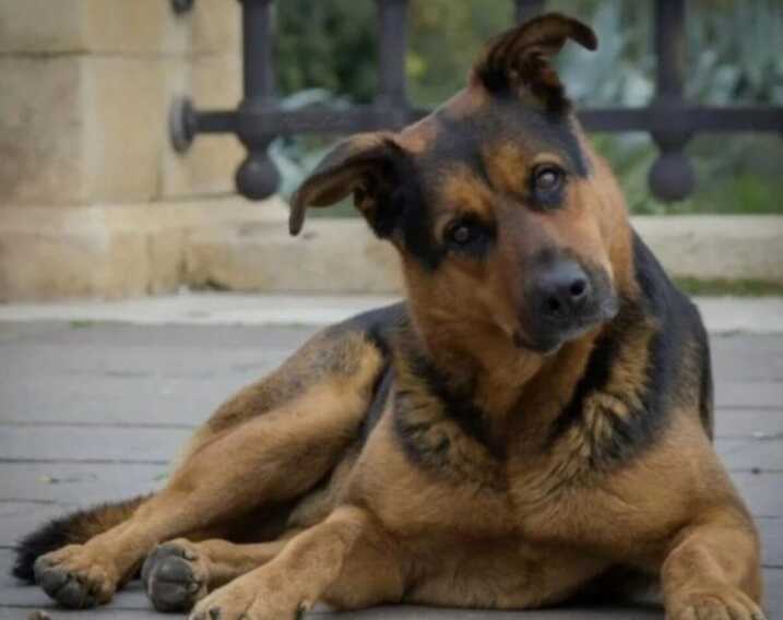 Taranto non dimentica Max: proposta una targa per il cane simbolo della città
