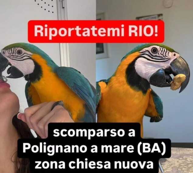 Polignano, pappagallo scomparso: «Sono disperata. Mille euro a chi ritrova Rio»