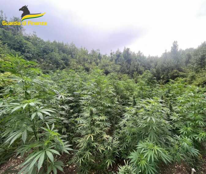 Galleria foto 'Sequestrata droga per 70 mln in Puglia: trovate 11mila piante di marijuana – VIDEO' - foto 1