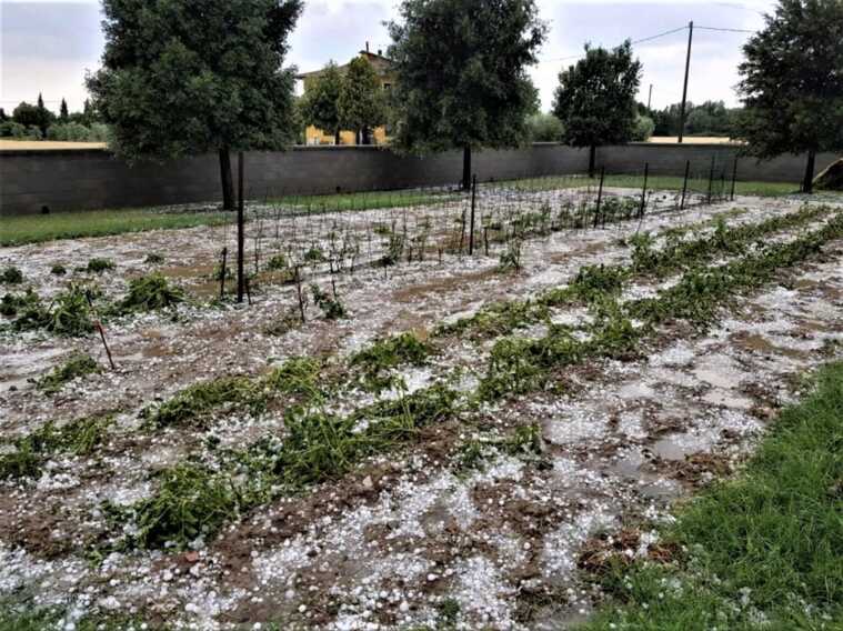 Calamità naturali e invasione di cinghiali. È emergenza in Basilicata