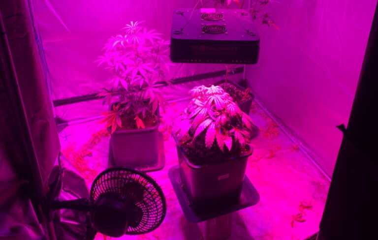 Coltivava marijuana in camera da letto: arrestato un uomo in provincia di Potenza