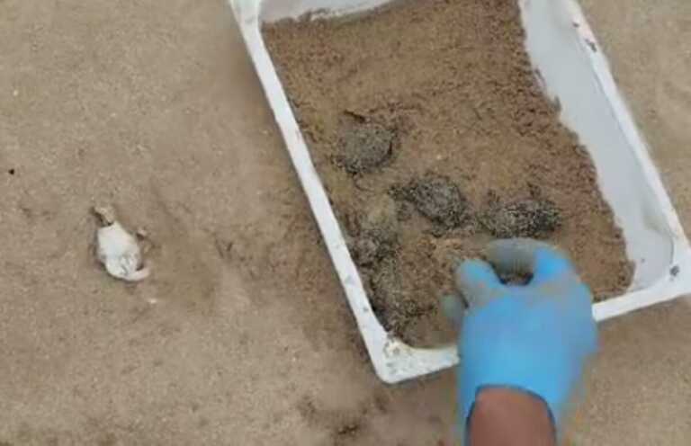 Marina di Pescoluse, la vita dopo il maltempo: nate 14 Caretta caretta – VIDEO