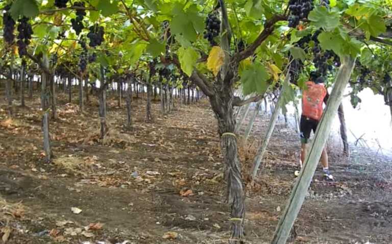 Barletta, lo sfogo di un produttore: «Furti d’uva e vino estero. Siamo al collasso»