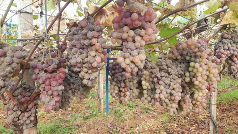 Cerignola, la denuncia di Gordano: «Uva? Annata eccellente ma mai così cara. Speculazione in corso»
