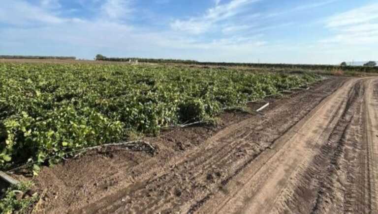 Vandali nelle campagne di San Severo: abbattuto il vigneto di un agricoltore