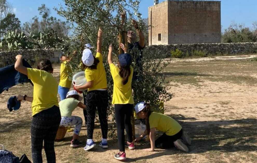 Studenti in campo nel Salento: 50 alunni impegnati nella raccolta delle olive