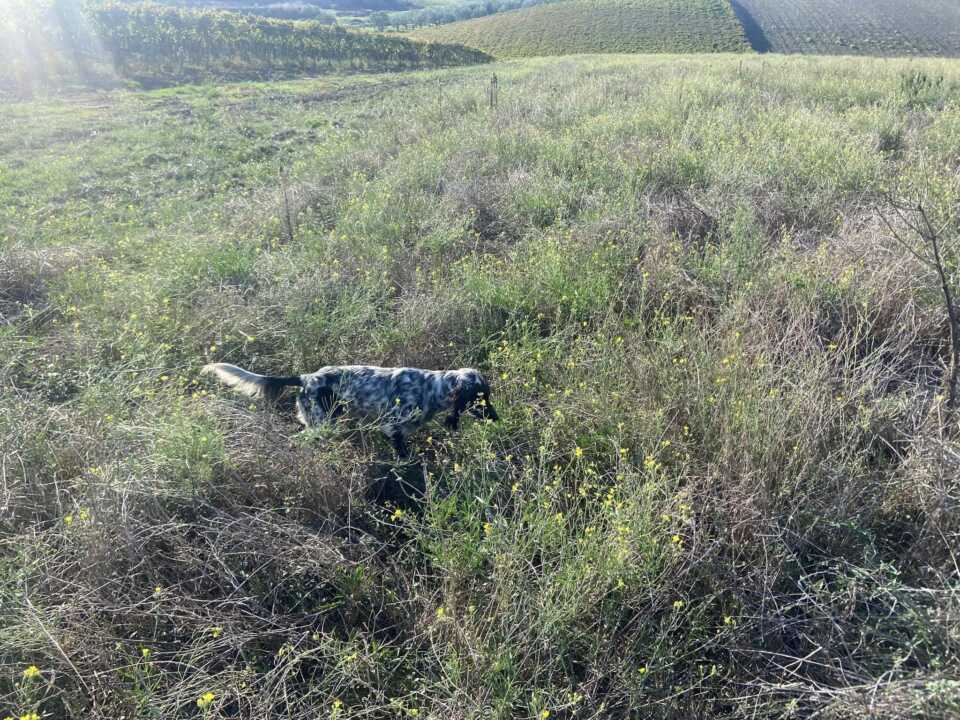 Smarrito un setter in contrada Cafora a Cerignola, l’appello: «Aiutateci a ritrovarlo»