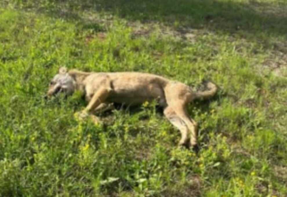 Orrore a Castiglione d’Otranto, animale ucciso dal colpo di un cacciatore in campagna