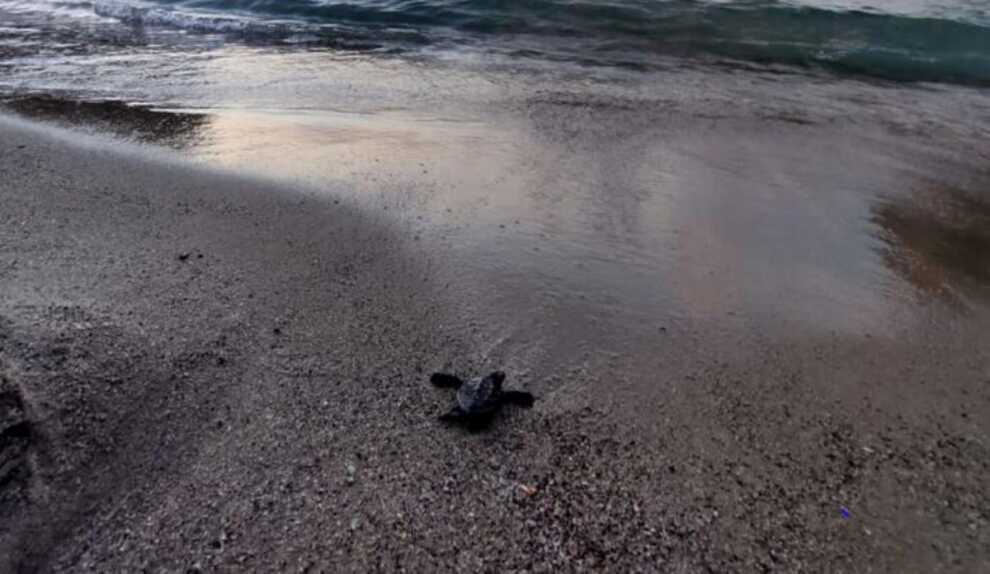 Gallipoli, dopo le cure e la riabilitazione sono tornate in mare 3 tartarughe Caretta caretta