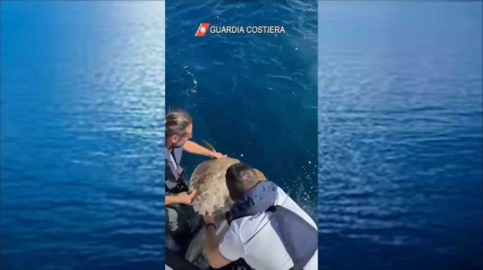 Gallipoli, dopo le cure tornano in mare 3 tartarughe Caretta caretta – VIDEO