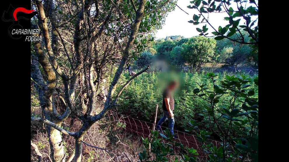 San Nicandro Garganico, coltivavano oltre 1.800 piante di marijuana: 5 arresti – VIDEO