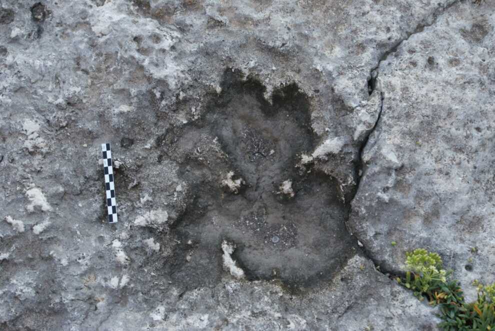 Sorpresa sulla costa di Trani e Bisceglie: spuntano le impronte dei dinosauri