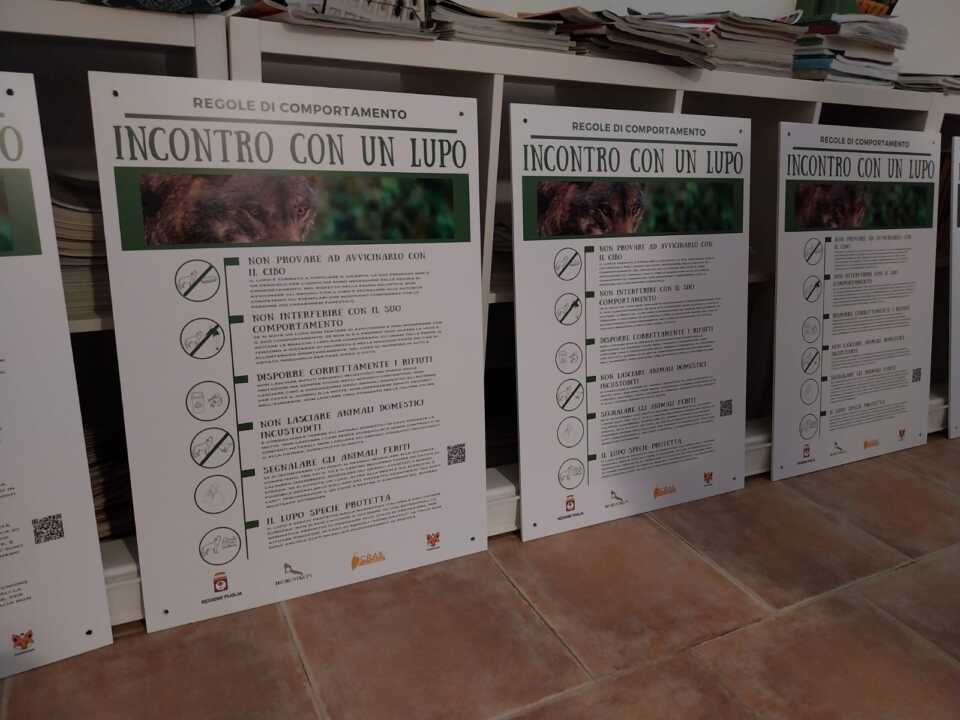 Galleria foto 'Il lupo torna a dominare il Salento: un progetto per una convivenza sostenibile – FOTO' - foto 4