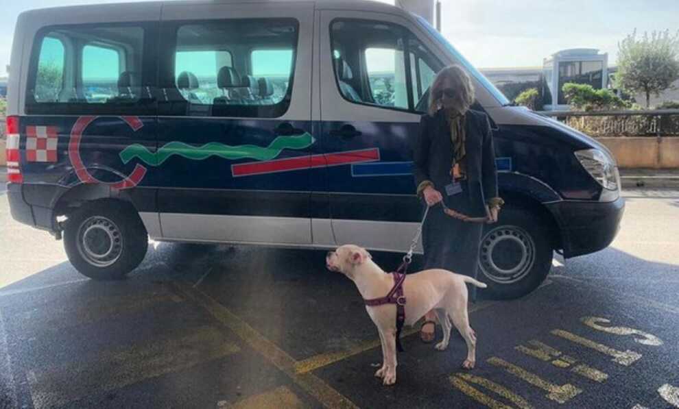 Bari, Luna abbandonata nell’aeroporto: «È stata curata e microchippata ed è tornata a casa»