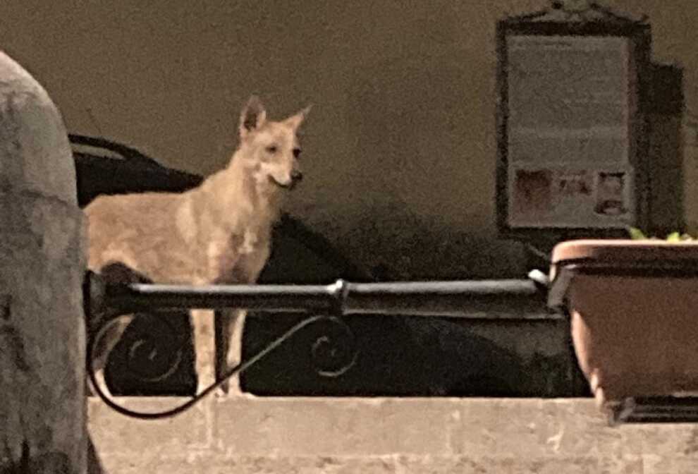 Un lupo avvistato nel centro di Marsico Nuovo, il Wwf al sindaco: «Non sia abbattuto» – VIDEO