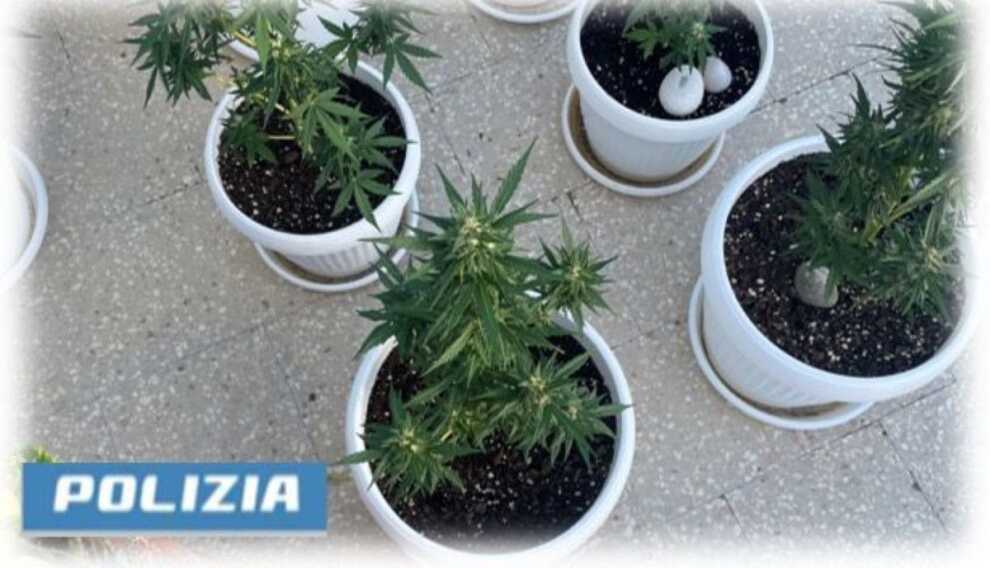 Coltiva marijuana in casa a Trani, sequestrate 11 piante: un arresto