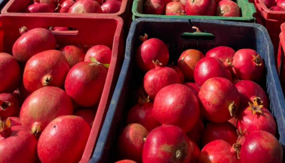 Taranto, furto di 30 chili di melagrane nelle campagne di Avetrana: arrestato 47enne