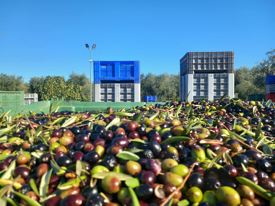 Foggia, nasce il borsino dell’olio d’oliva: l’oro verde quotato ogni giovedì